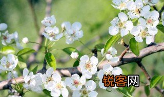 含有春字的古诗 含有春字的古诗句有哪些