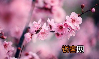 有关梅花的诗句 关于梅花的古诗句有哪些