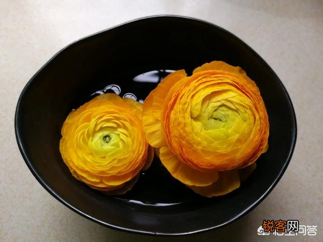 插花色彩的搭配,你们知道吗？