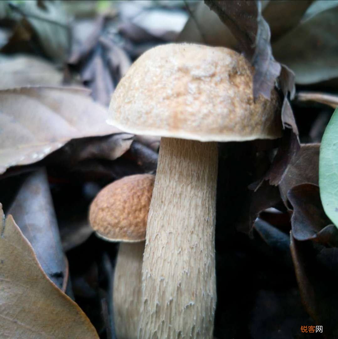 常见野生菌菇种类 那些你眼中的野生菌