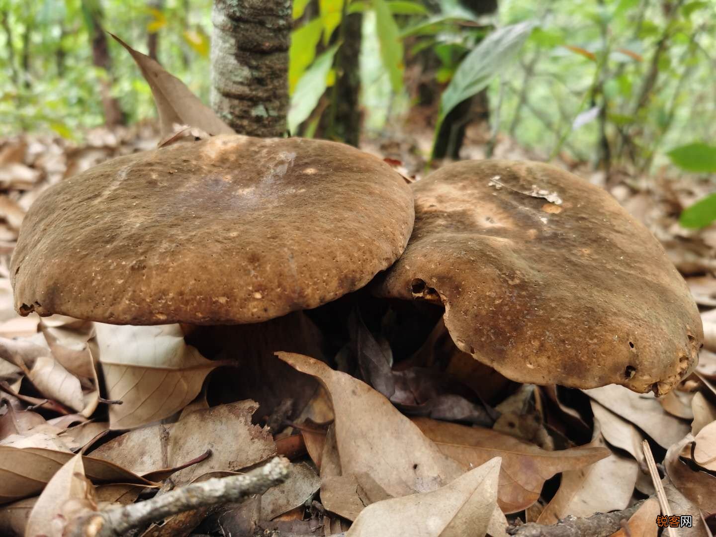 常见野生菌菇种类 那些你眼中的野生菌