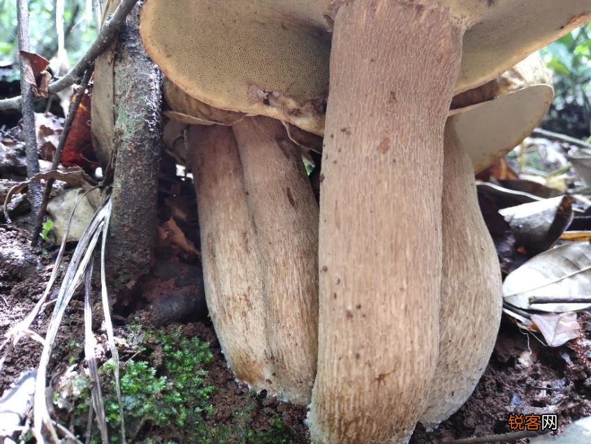 常见野生菌菇种类 那些你眼中的野生菌