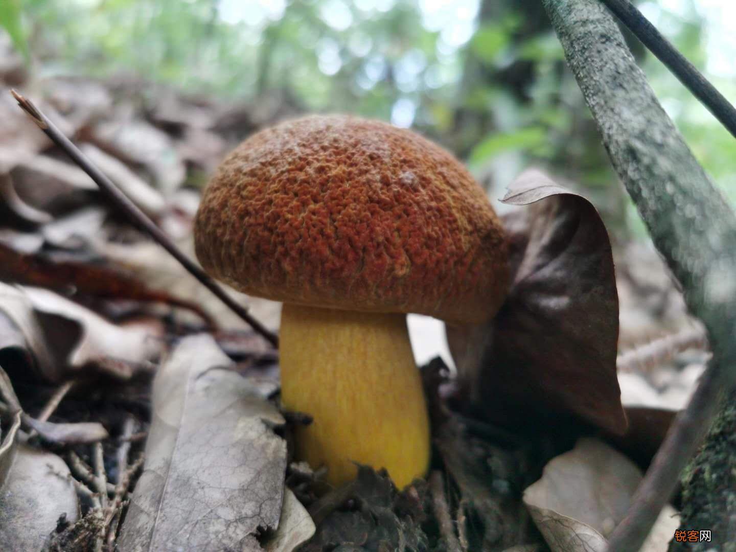 常见野生菌菇种类 那些你眼中的野生菌