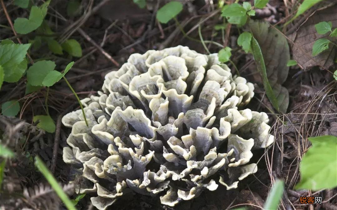 常见野生菌菇种类 那些你眼中的野生菌