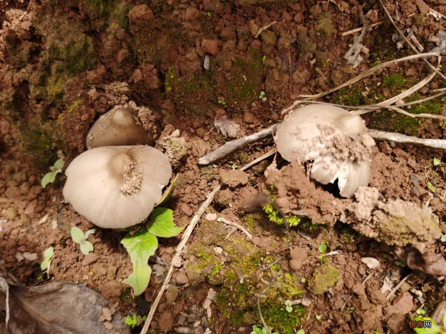 常见野生菌菇种类 那些你眼中的野生菌