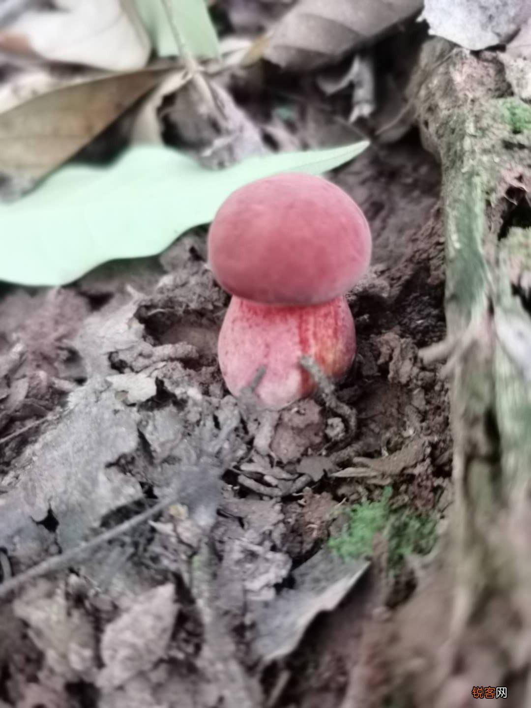 常见野生菌菇种类 那些你眼中的野生菌