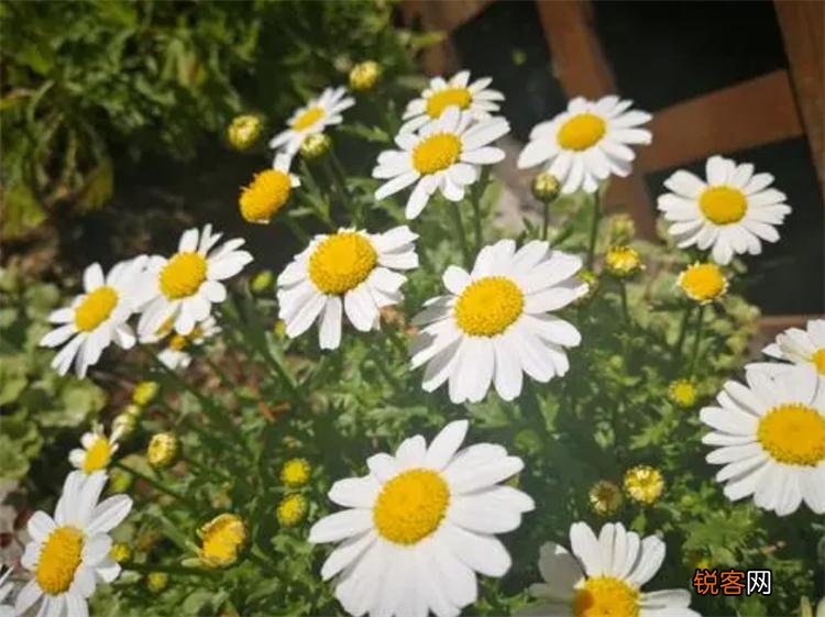 小雏菊的花语和寓意 适合送给哪些人