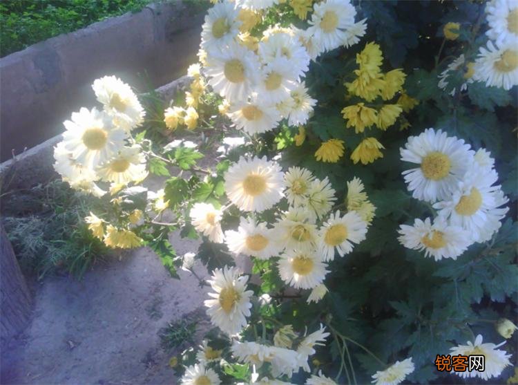 小雏菊的花语和寓意 适合送给哪些人