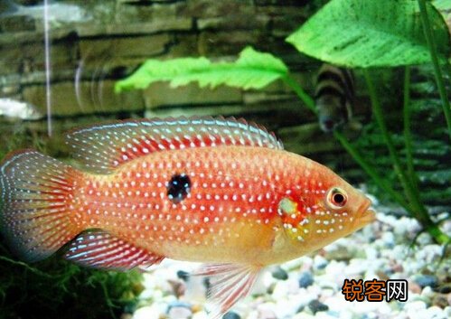 宝石鱼的风水学应用-宝石鱼的品种介绍