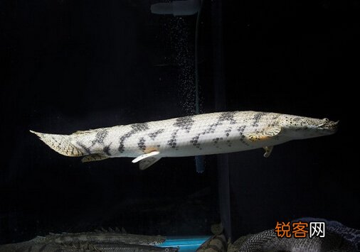 恐龙鱼的风水学应用-恐龙鱼的鱼缸摆放位置