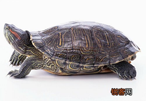 巴西龟的介绍-巴西龟怎么养？ 巴西龟怎么养 养巴西龟注意事项