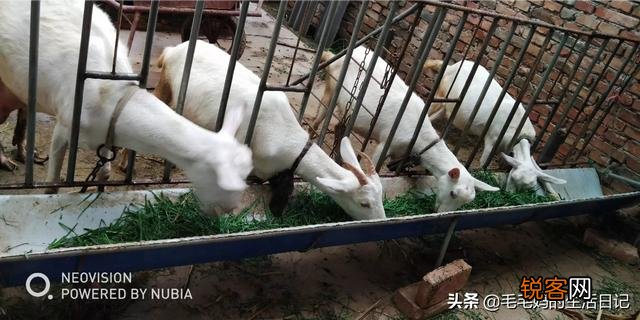 请问哪个牌子的羊奶粉好？买过的妈妈能分享下吗？