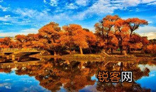 世界三大胡杨林都在哪里 世界三大胡杨林简单介绍