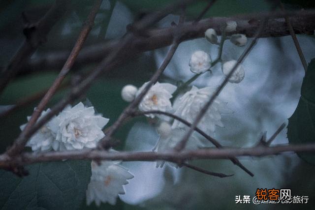 摄影艺术作品在颜色搭配方面有什么技巧？