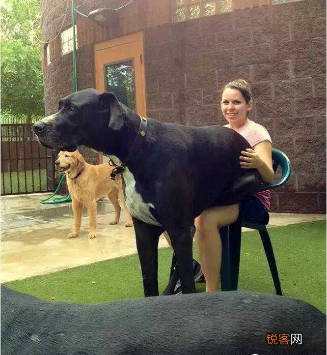 女主人喜欢养大型犬的原因 体型大，有安全感