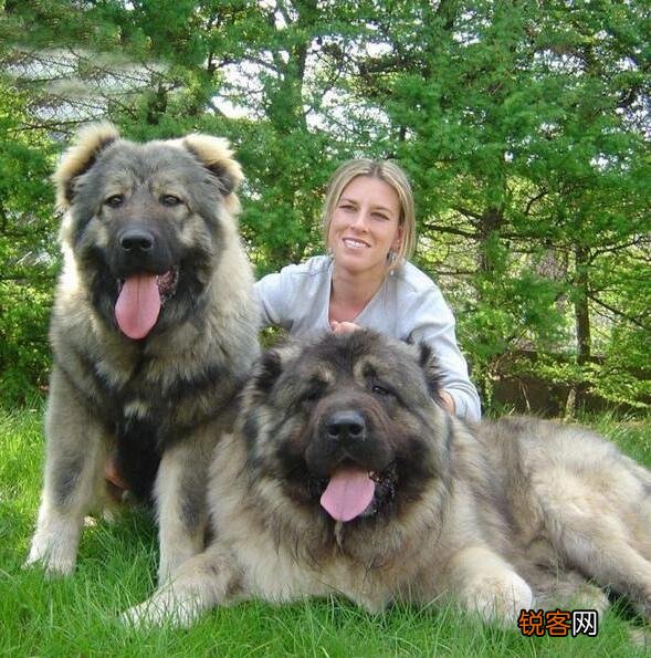 女主人喜欢养大型犬的原因 体型大，有安全感