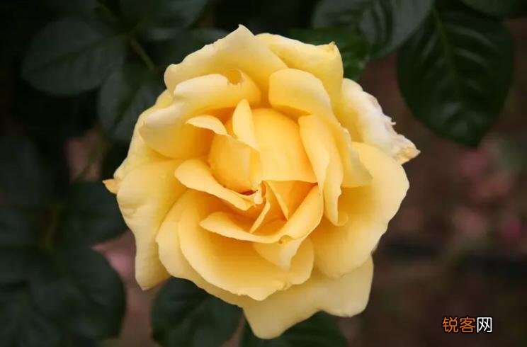 各种颜色玫瑰花的寓意 八种著名的玫瑰花