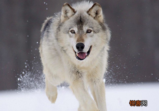 揭开冰河时期幸存者北极狼的神秘面纱