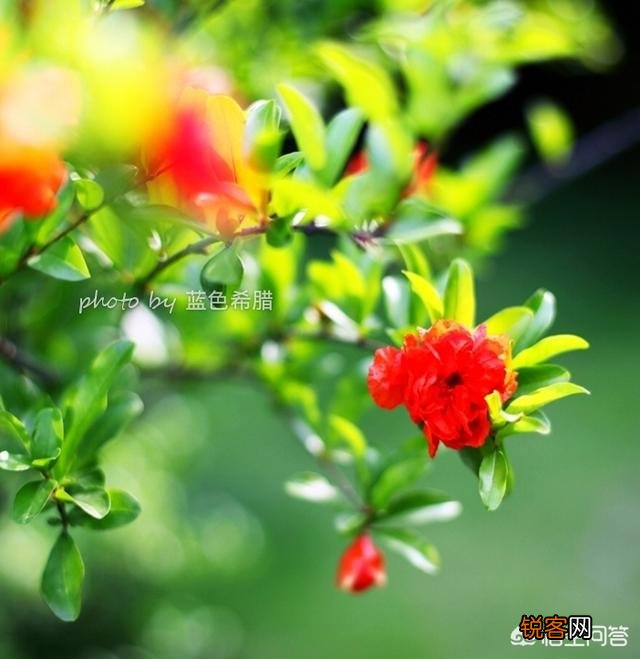 拍摄花卉时,如何对待“红花和绿叶”的色彩搭配？