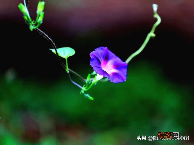 拍摄花卉时,如何对待“红花和绿叶”的色彩搭配？