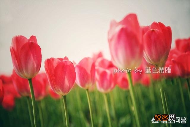 拍摄花卉时,如何对待“红花和绿叶”的色彩搭配？
