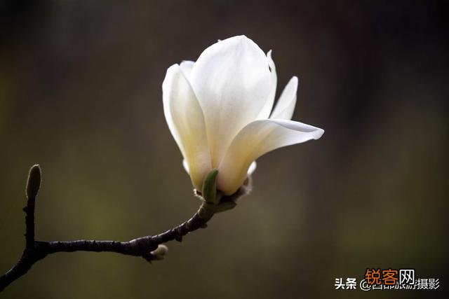 拍摄花卉时,如何对待“红花和绿叶”的色彩搭配？