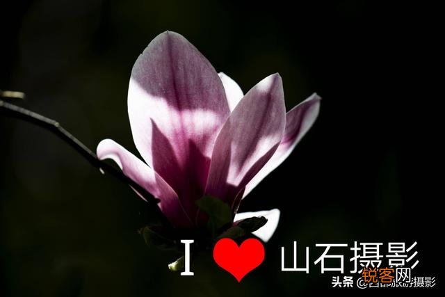 拍摄花卉时,如何对待“红花和绿叶”的色彩搭配？