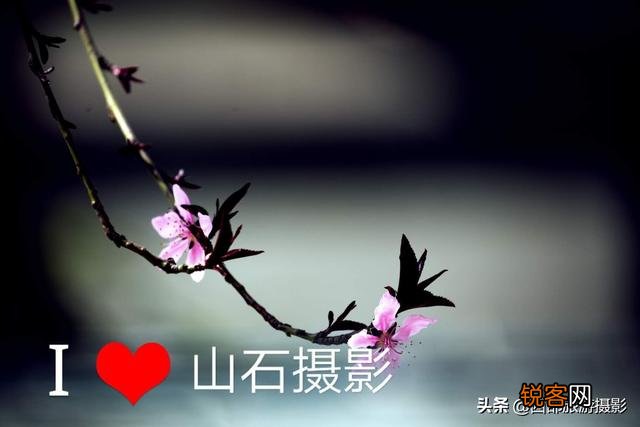 拍摄花卉时,如何对待“红花和绿叶”的色彩搭配？