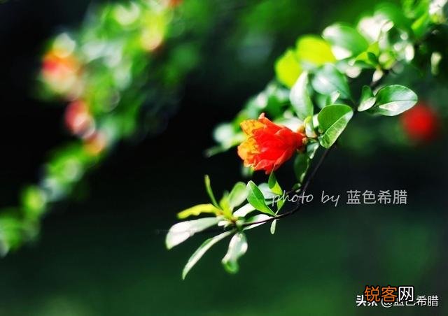 拍摄花卉时,如何对待“红花和绿叶”的色彩搭配？