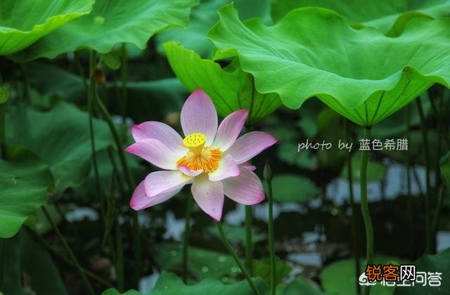拍摄花卉时,如何对待“红花和绿叶”的色彩搭配？