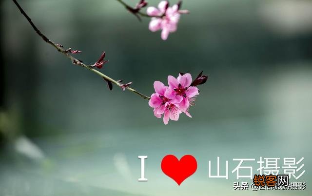 拍摄花卉时,如何对待“红花和绿叶”的色彩搭配？