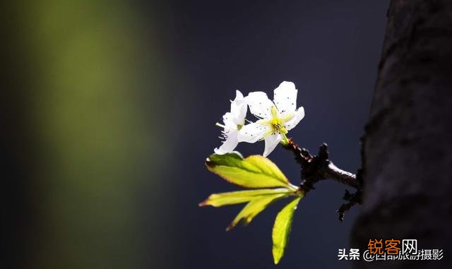 拍摄花卉时,如何对待“红花和绿叶”的色彩搭配？