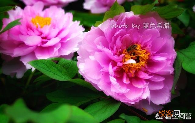 拍摄花卉时,如何对待“红花和绿叶”的色彩搭配？
