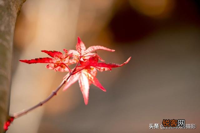 拍摄花卉时,如何对待“红花和绿叶”的色彩搭配？