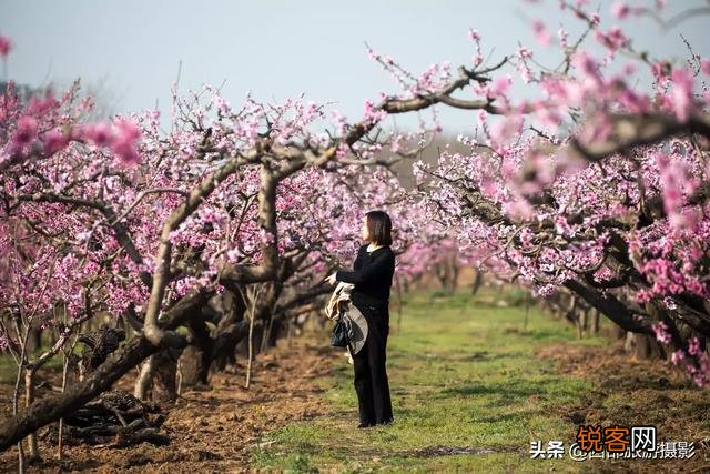 拍摄花卉时,如何对待“红花和绿叶”的色彩搭配？