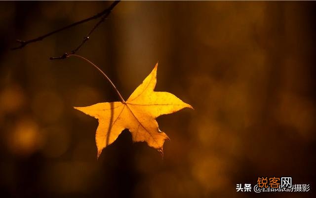 拍摄花卉时,如何对待“红花和绿叶”的色彩搭配？