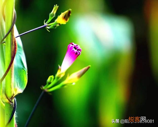 拍摄花卉时,如何对待“红花和绿叶”的色彩搭配？