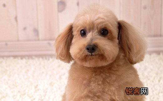 秋季幼犬饲养注意事项，秋季幼犬饲养注意事项视频
