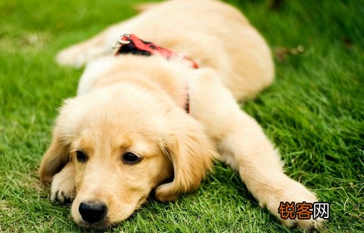 最正确的金毛犬喂食方法 最正确的金毛犬喂食方法视频