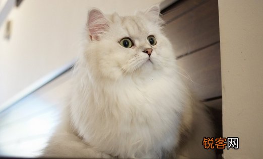 如何喂养波斯猫才科学 如何喂养波斯猫才科学的