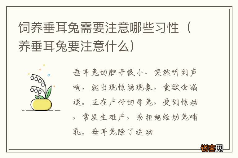 养垂耳兔要注意什么 饲养垂耳兔需要注意哪些习性
