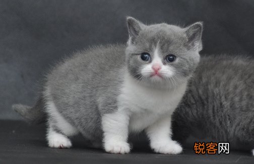 怎么训练可爱猫咪学握手的 怎么训练可爱猫咪学握手