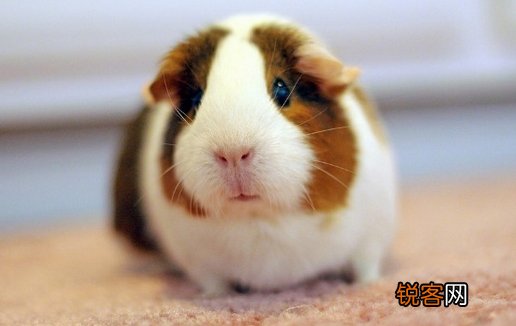 荷兰猪要怎么样 选购荷兰猪需要注意哪些地方