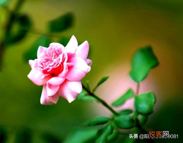 拍摄花朵,应该怎么搭配色彩？