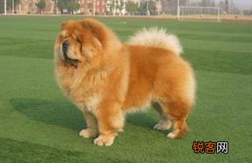 挑选标准松狮犬前必看技巧 松狮幼犬怎么挑选