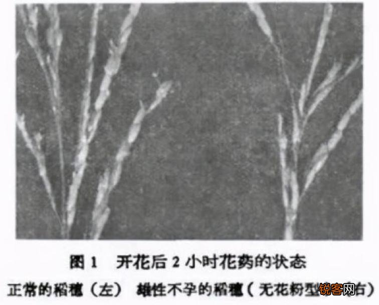袁隆平论文原始手稿写了啥 手写汉字整洁