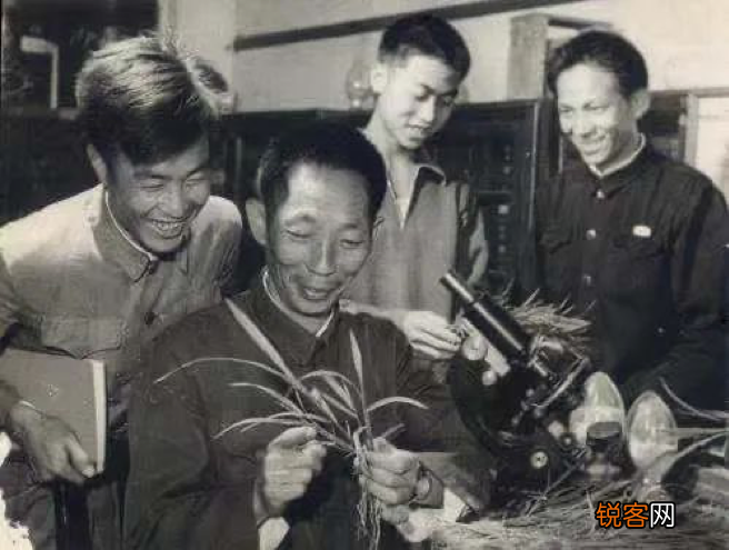 袁隆平论文原始手稿写了啥 手写汉字整洁