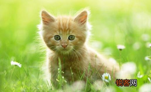 如何训练猫排便 如何训练猫咪排泄习惯