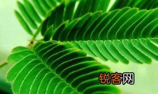 含羞草的特点描写 如何描写含羞草的特点