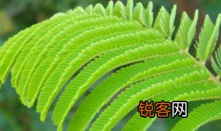 描写含羞草的样子 如何描写含羞草的样子